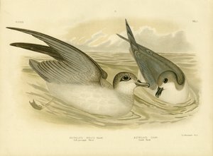 やわらかいミズナギドリ、1891年 作： Gracius Broinowski